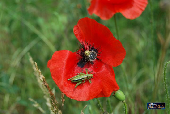 papaver rhoeas.JPG